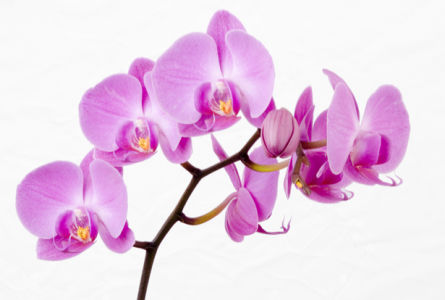 Розовая орхидея Фотообои на стену цветы (flowers-0000044)