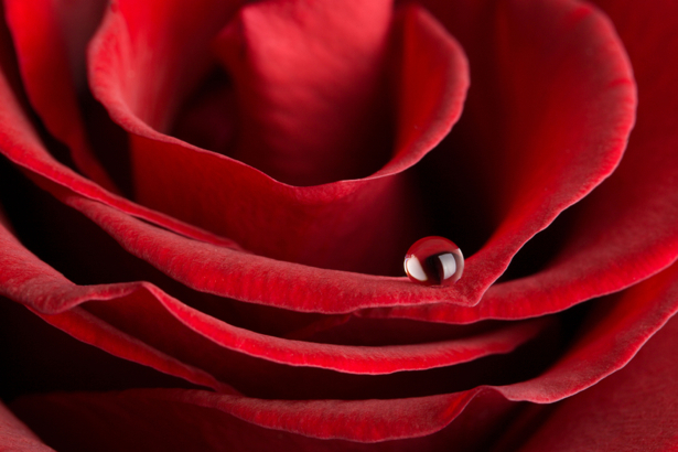 Алая, красная роза красивые цветы фото обои (flowers-0000079)