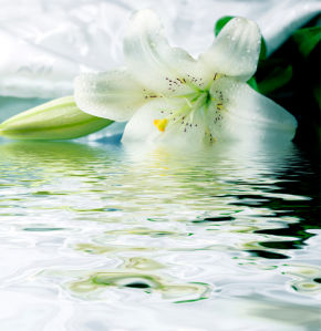 Белая лилия в пруду фото обои цветы (flowers-0000242)