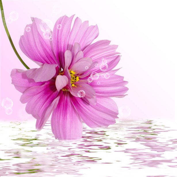 Розовый цветок над водой фото обои (flowers-0000306)