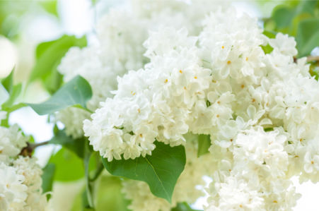 Цветочные фото обои белая сирень (flowers-0000649)