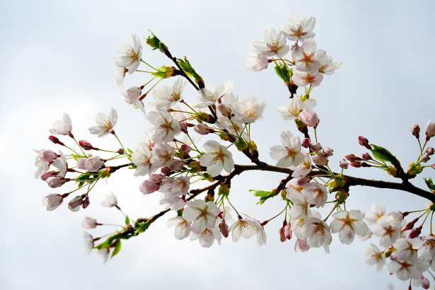 Фотошпалери гілка сакури (flowers-766)