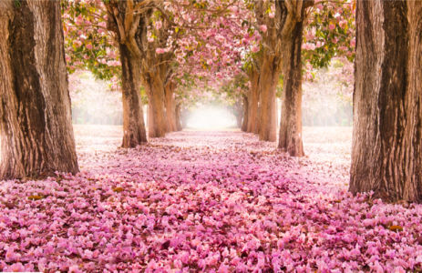 Фотообои цветущий парк розовый (nature-0000689)