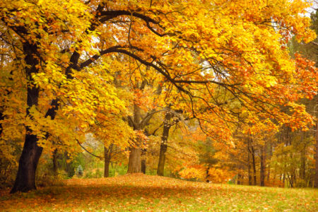Фотообои желтый осенний лес (nature-00510)