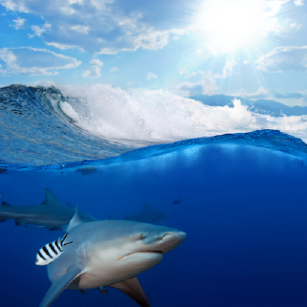 Фотообои море волны акула (sea-0000063)