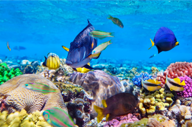 Кораллы рыбки - Фотообои ванная (underwater-world-00029)