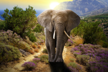 Фотообои слон в природе (animals-0000348)