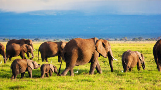 Фотообои Слоны (animals-0000435)