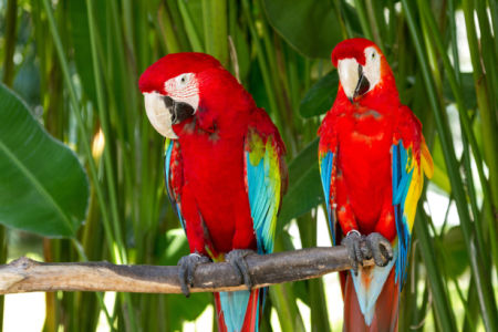 Фотообои красные попугаи ара пара (animals-0000486)