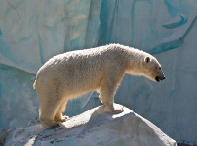 Фотообои белый медведь (animals-0000508)