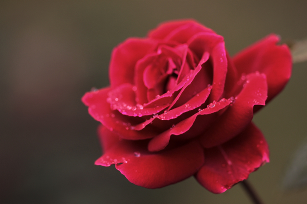 Алая, красная роза красивые цветы фото обои (flowers-0000083)