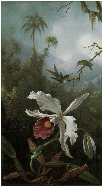 две колибри над белой орхидеи (pf-59)
