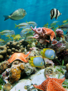 Фотообои подводный мир в море (underwater-world-00002)