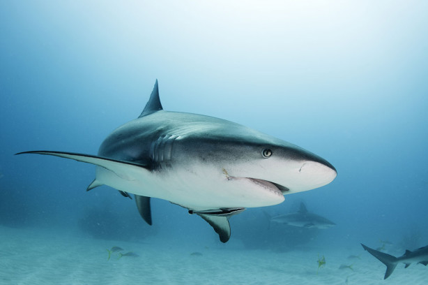 Фотообои Взгляд акулы (underwater-world-00217)