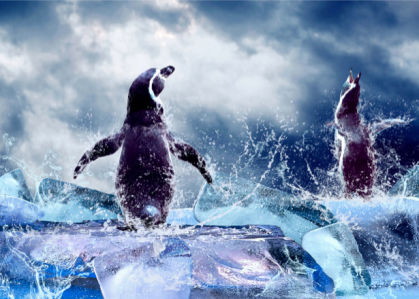 Фотообои пингвины на льду (animals-0000051)