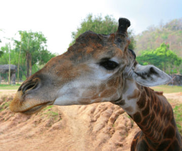 Фотообои Жираф любопытный (animals-0000269)