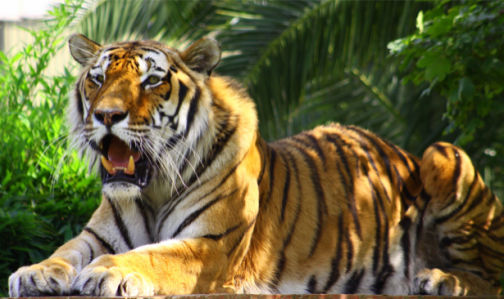 Фотообои отдых тигра (animals-0000381)