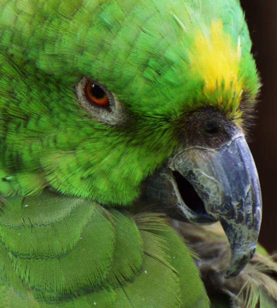 Фотообои зеленый попугай портрет (animals-0000481)