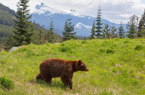 Фотообои Медведь в природе (animals-530)