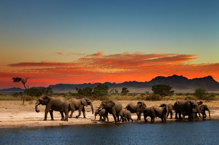 Фотообои Стадо слонов на водопое (animals-549)