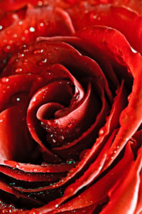 Фото обои цветок Алая, красная роза (flowers-0000073)