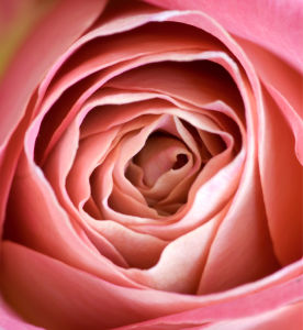 Фотообои на стену цветы -  Кремовая роза (flowers-0000260)
