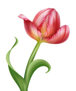 Фотообои Красный тюльпан (flowers-744)