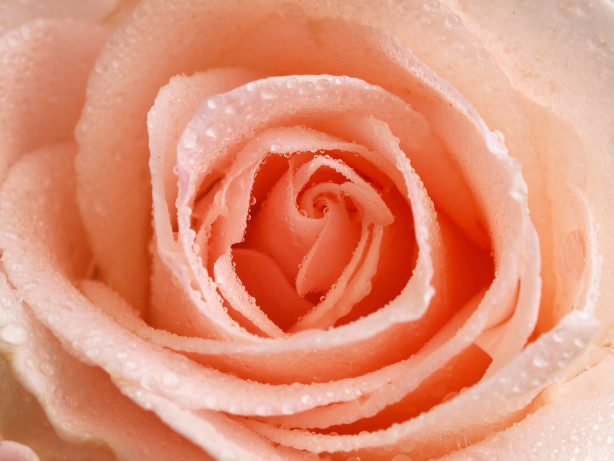 Фотообои роса на розе (flowers-757)