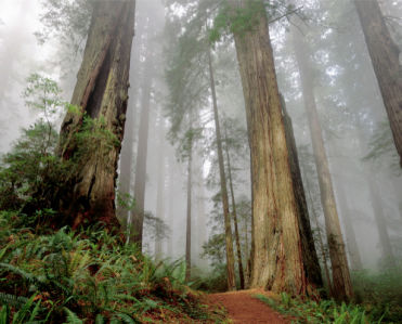 Фотообои лес в тумане (nature-00250)