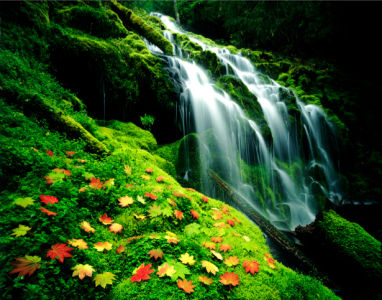 Фотообои горный водопад листья (nature-00384)