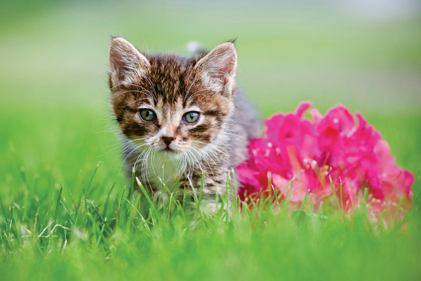 Фотообои котик и цветок (1.0x0.67)