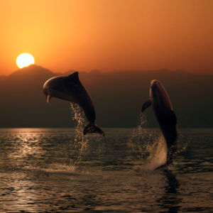 Фотообои дельфин над водой на закате (animals-0000068)