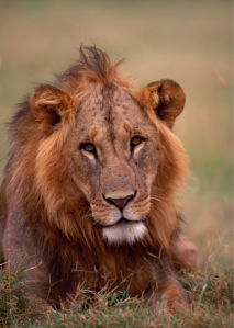 Фотообои лев, львица в поле (animals-0000083)