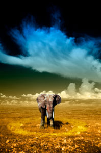 Фотообои слон и небо (animals-0000086)