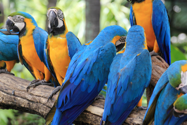 Фотообои попугаи ара синие (animals-0000493)