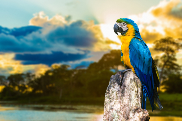 Фотообои попугаи ара закат (animals-0000497)