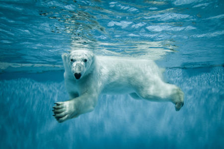 Фотообои Белый медведь под водой (animals-526)