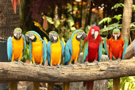 Фотообои Стая попугаев (animals-533)