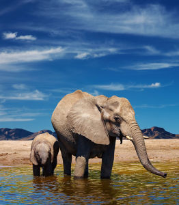 Фотообои Мама и слоненок (animals-556)