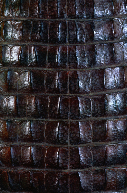Фотообои текстура кожа крокодил (background-0000301)