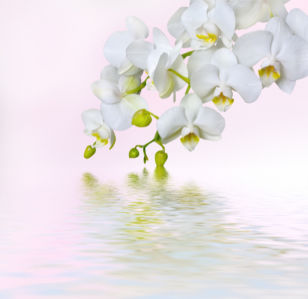 Белая орхидея фотообои цветов на стену (flowers-0000051)