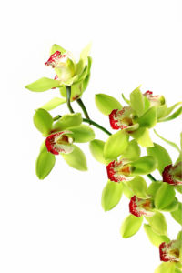 Зеленая орхидея красивые цветы фото обои (flowers-0000061)