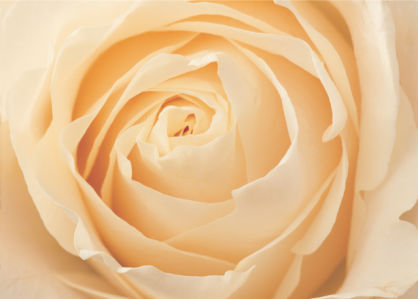 Кремовая роза обои цветы на стену (flowers-0000063)