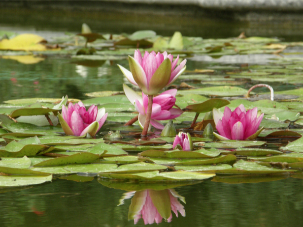 Водяная лилия Обои фото (flowers-0000194)