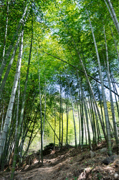 Фотообои Украина Бамбуковый лес (flowers-0000206)