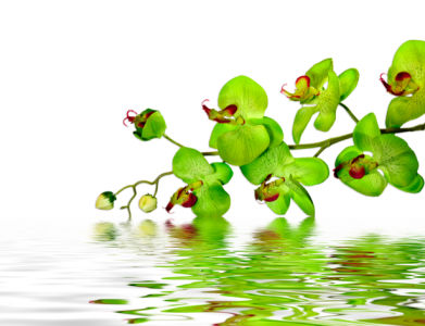 Ветка зеленой орхидеи над водой фотообои цветов (flowers-0000281)
