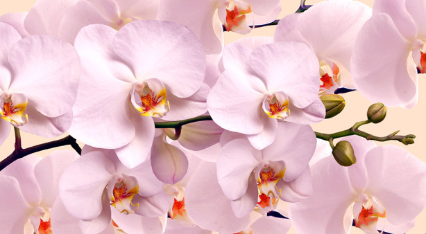 Фотообои Нежные орхидеи (flowers-784)