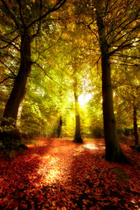 Фотообои с природой лес солнце (nature-00122)
