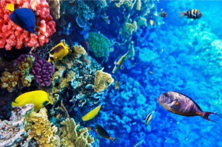 Фотообои ванная коралловый риф (underwater-world-00026)