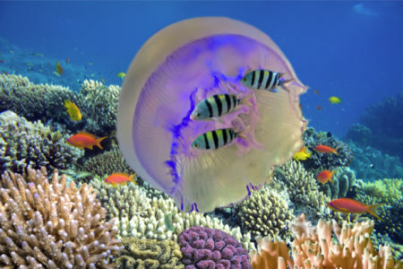 Фотообои в ванную кораллы медуза (underwater-world-00136)